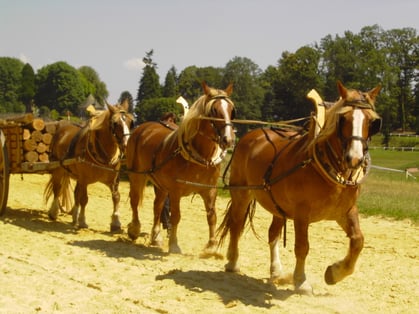 attelage à 3 chevaux en flèche