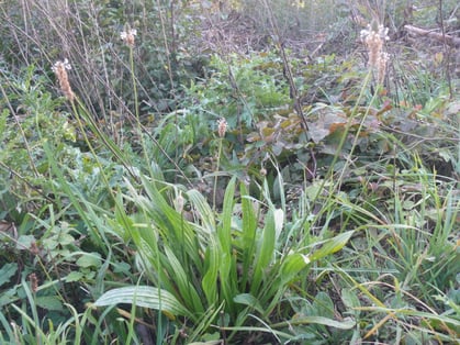 Plantago lanceolata Pflanze mit Blüten