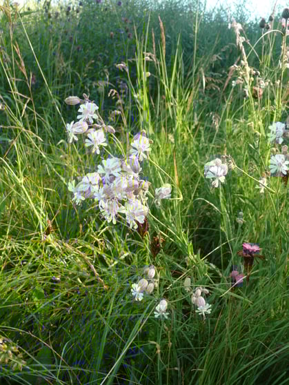 Silena vulgaris Blüten