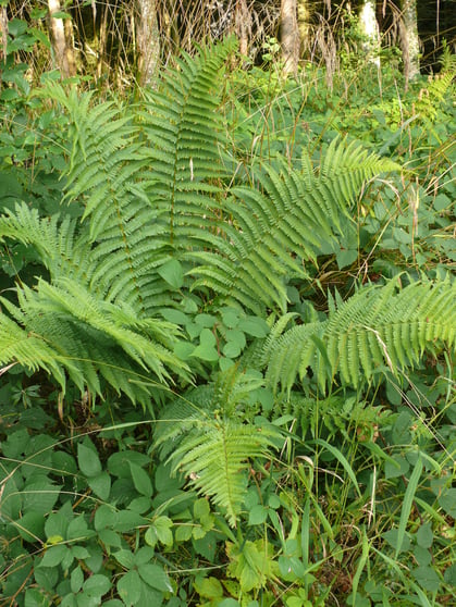 Dryopteris filix-mas Pflanze mit Blätter