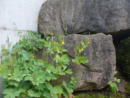 Chelidonium majus Pflanze mit Blüten
