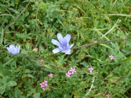 Cichorium intybus einzelne Blüte