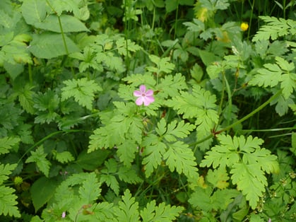 Geranium robertianum Pflanze mit Blüte