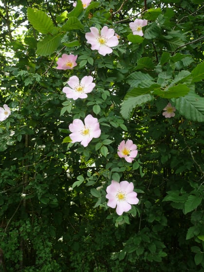 Rosa canina Zweig mit Blüten