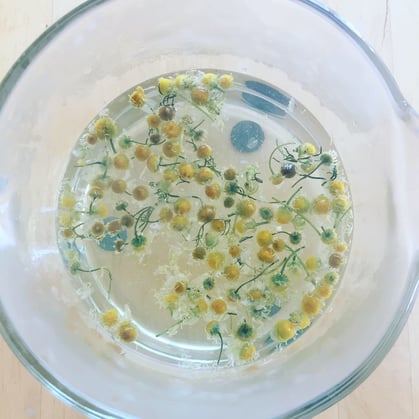 ジャーマンカモミール１００％のカモミールティー