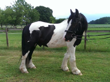 Fred - ein Irish Cob