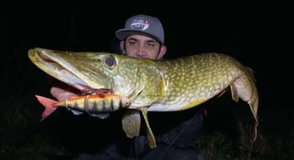 Drill Point Fishing Onlineshop Impression-Hechtfang mit Stucki Fishing Hybrid Perch Köder