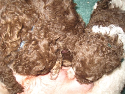 Ze eten er geen hap minder om