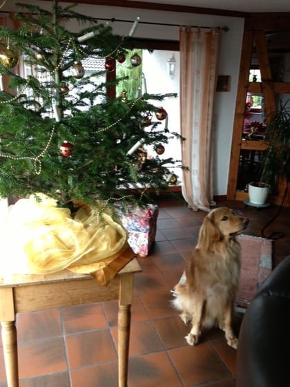 Merlins Weihnachtsgruß 2012