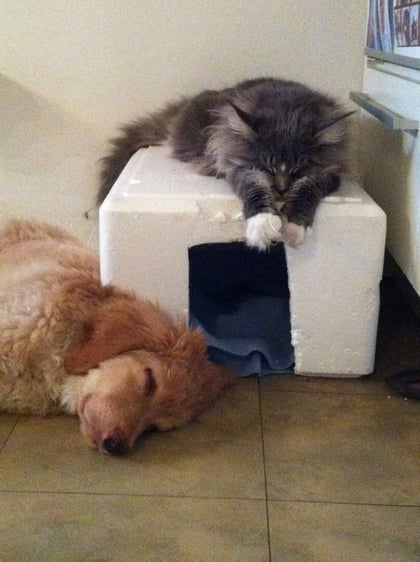 Booker träumt davon, dass er mit den Katzen längst alles geklärt hat...