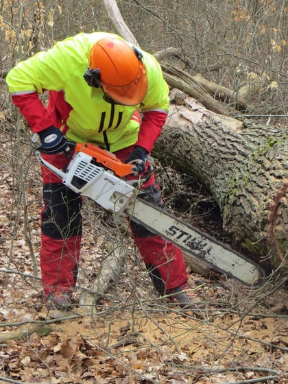 Eichenstammholz-Aufarbeitung