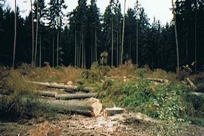 bieckers-motorsaegen.de