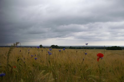 riesige Felder ... an der Ostseeküste