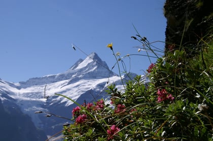 Schreckhorn bei Grindelwald