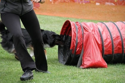 Der Hund absolviert ein Hindernis - der Hundeführer läuft schon weiter.