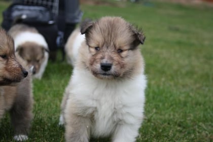 Great Moment Galdino of little Queensland