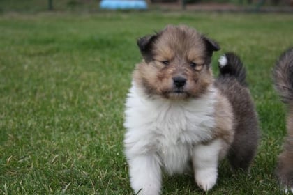 Georgina Gloria of little Queensland