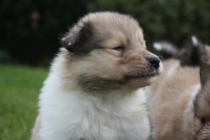 Gitonga Gyasi of little Queensland