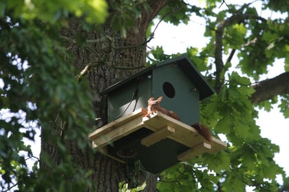 Wer beobachtet hier wen? (Klicken zum Vergrößern)