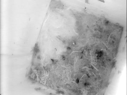 Leerer Nistkasten am 26.05.2011