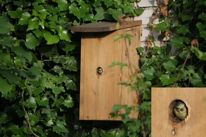 Blick in die Zukunft  (Anklicken zum Vergrößern)
