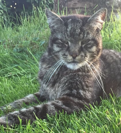 Das Tier im Alter - Sterbebegleitung - Luzia Fischer, Tierärztin, Rombach - Aargau