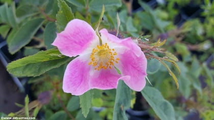 Rosa-montana, Berg-Rose, Rosier-des-montagnes, Wildrosen, Wildsträucher, Heckensträucher, Artenvielfalt, Ökologie, Biodiversität