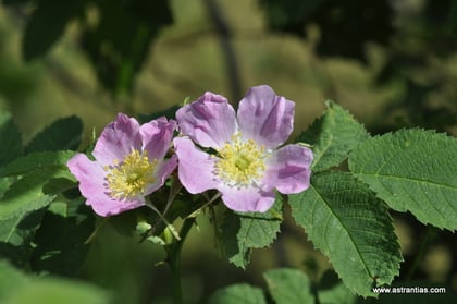 Rosa villosa - Rosa pomifera - Apfel-Rose - Rosier velu - Rosa pomo - Wildrosen - Wildsträucher - Heckensträucher - Artenvielfalt - Ökologie - Biodiversität - Wildrose
