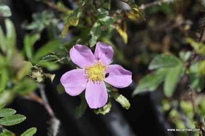 Rosa nitida - Rosa redutia rubrescens - Glanblättrige Rose - Rosier brillant - Rosa nitida - Wildrosen - Wildsträucher - Heckensträucher - Artenvielfalt - Ökologie - Biodiversität - Wildrose