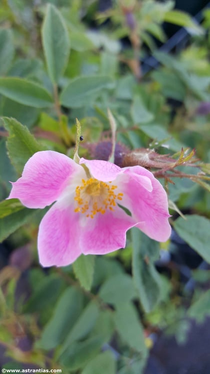 Rosa-montana, Berg-Rose, Rosier-des-montagnes, Wildrosen, Wildsträucher, Heckensträucher, Artenvielfalt, Ökologie, Biodiversität