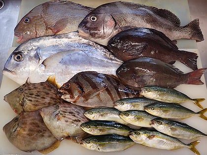 寿司　出前館　宅配寿司