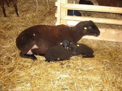 Juraschaf mit Lämmern