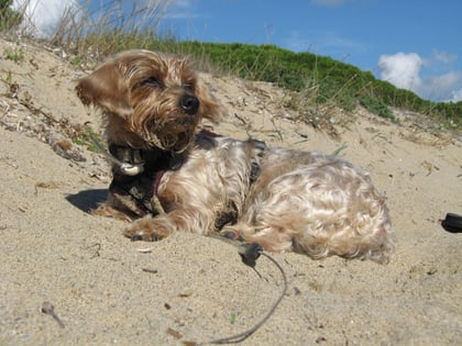 Speedy Hund des Monats