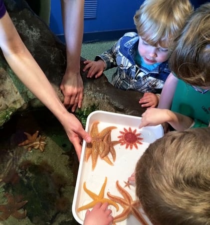 Children looking at star fish