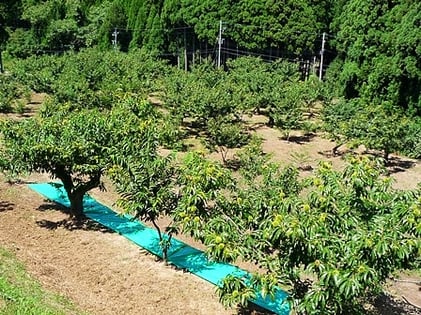松尾栗園 能登栗