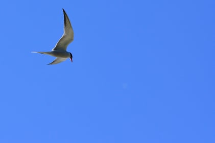 Überflug einer Flussseeschwalbe am Wiederansiedlungsplatz, Foto: Fabian Unger, 2018