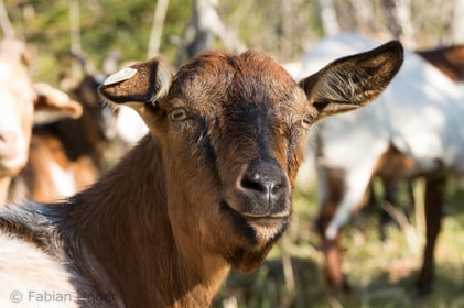 Eine Ziege, die mit Artgenossen an der Isar gegen die Verbuschung kämpft, Foto: Fabian Unger