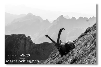 Marcel Schiegg, Marcel Schiegg Fotografie, schwarz weiss Fotografie, Alpsteinfotograf