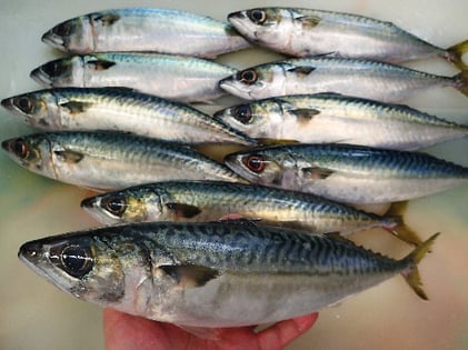 渋谷区猿楽町　出前　デリバリー