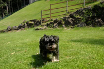 すべてはワンコのために　ドッグラン