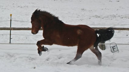 Lotus vom Hexenbuckl