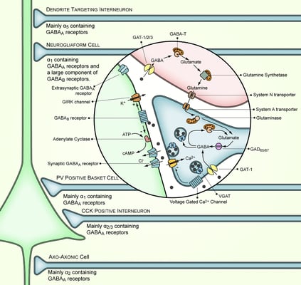 The production, release, action, and degradation of GABA at a stereotyped GABAergic synapse