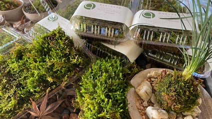 1パック　550円（税込み）