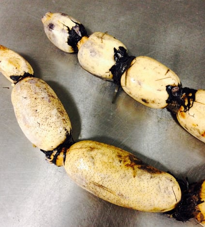 れんこんの品種