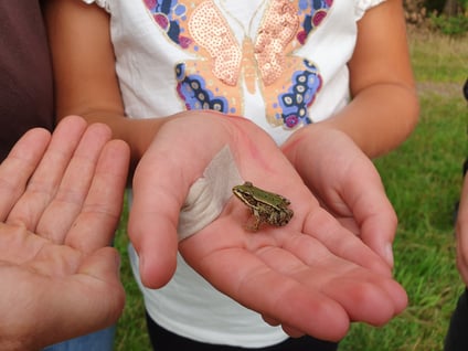 Ein kleiner Wasserfrosch sitzt auf einer Kinderhand (Foto: Götte)
