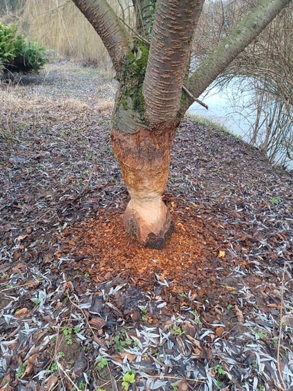 Biberschäden an Bäumen