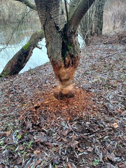 Biberschäden an Bäumen