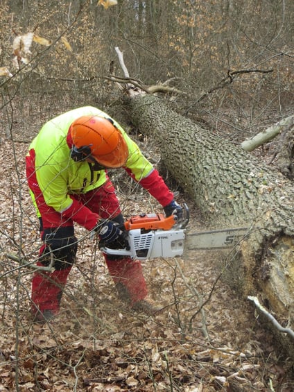 Eichenstammholz-Aufarbeitung