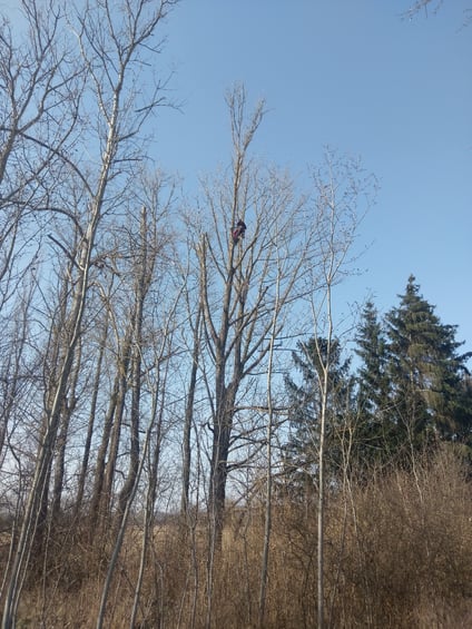 bieckers-motorsaegen.de