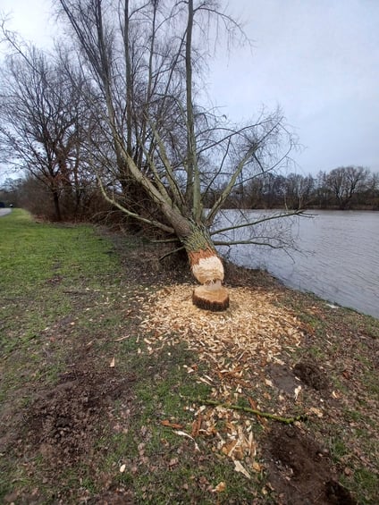 bieckers-motorsaegen.de